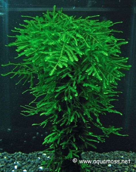 Aquatic Moss. How to grow Aquatic Moss. Info on Java Moss, Christmas Moss, Taiwan Moss, Peacock Moss, Stringy Moss Moss Aquarium, Java Moss, Tanaman Air, Types Of Moss, Growing Moss, Freshwater Aquarium Plants, Aquascape Design, Bawah Air, Moss Plant