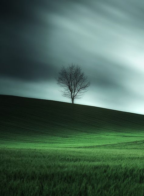 . Lone Tree, One Tree, Photo Colour, Image Hd, Arbor, Nature Photos, Beautiful World, Beautiful Landscapes, In The Middle