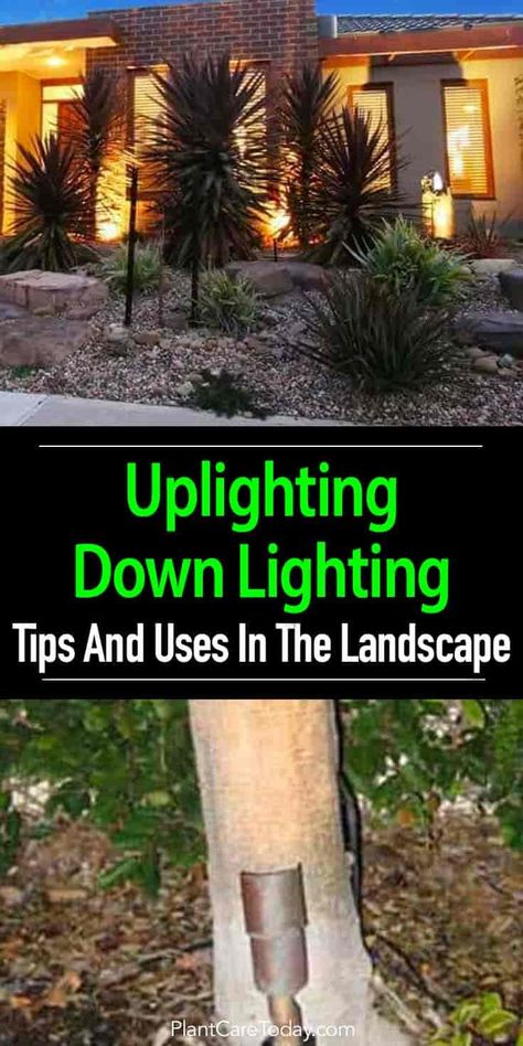 Landscape Lighting - Uplighting Down Lighting Landscape Lighting Design, Down Lighting, Lighting Tips, Outdoor Landscape Lighting, Front Yards, Landscape Edging, Outdoor Landscape, Landscape Design Plans, Home Garden Design