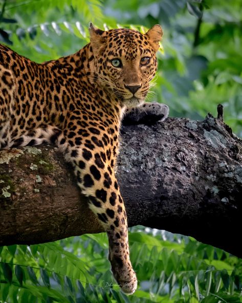 RAWR SZN | This leopard has an extremely rare mutation, heterochromia iridum, which causes each eye to be a different color, one appearing… | Instagram Heterochromia Iridum, Safari Photography, Tiger Images, Different Colored Eyes, Forest Department, Striped Cat, Wildlife Safari, Rare Animals, Wildlife Photos