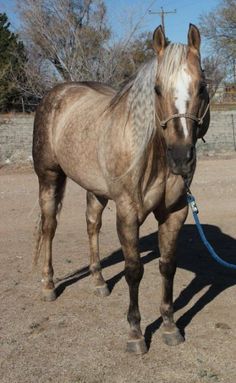 Sooty Palomino Horse, Cavalo Palomino, Sooty Palomino, Quarter Horse Mare, Quarter Horse Stallion, Ranch Horse, Horse Colors, Palomino Horse, Quarter Horses