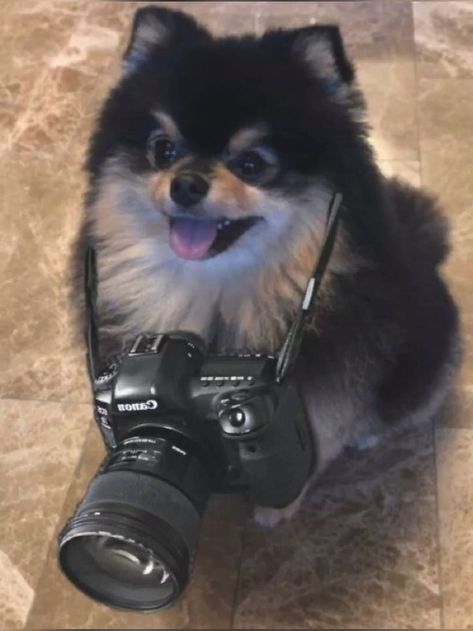 Iphone 13 Pro Aesthetic, 13 Pro Aesthetic, V And Yeontan, Yeontan Pics, Yeontan Pictures, Miura Kota, Taehyung Yeontan, Bts Wings Wallpaper, Kim Yeontan