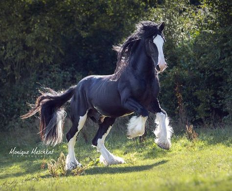 Draft Horse Riding, Wallpaper Horse, Anime Tattoo Designs, Horse Cute, Tattoos Animals, Horse Beautiful, Shire Horse, Clydesdale Horses, Big Horses