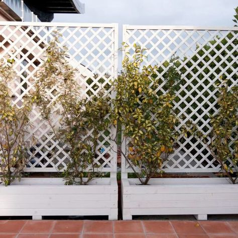 Cheap Privacy Fence Ideas, Fence Ideas Garden, Fence Planting, Cheap Fence Ideas, Hedge Fence, Cheap Privacy Fence, Privacy Fence Ideas, Ideas Terraza, Ideas For Backyard