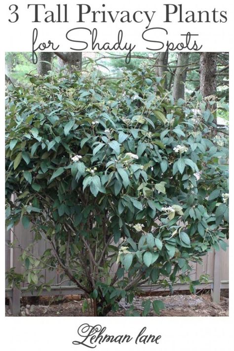 The Best 3 Tall Shrubs & Privacy Plants for Shade that Look Pretty Too - Lehman Lane Full Shade Shrubs, Tall Shade Plants, Fast Growing Privacy Shrubs, Plants For Shady Areas, Plants That Like Shade, Evergreens For Shade, Part Shade Plants, Full Shade Plants, Plants For Shade