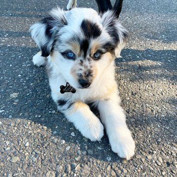 Aussie Shepherd, Aussie Puppies, Really Cute Dogs, Shepherd Puppy, Cute Dog Pictures, Pretty Dogs, Shepherd Puppies, Australian Shepherd, Dog Puppy