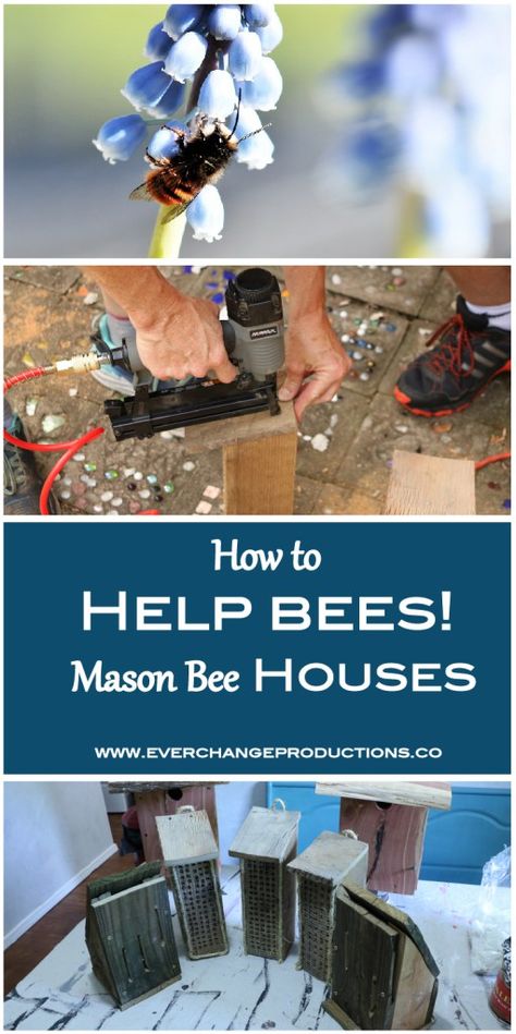 Mason bee houses are a great way to encourage mason bees to inhabit your garden. Get a mason bee house tutorial and 9 other ways to help bees in your yard! How To Help Bees, Mason Bee House, Bee Houses, Backyard Bee, Bee Activities, Beekeeping For Beginners, House Tutorial, Homesteading Diy, Ethical Living