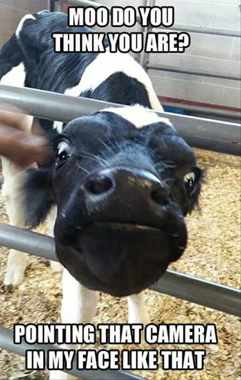 Cute Farming Shirts, Funny Photo Captions, Cute Animals With Funny Captions, Funny Animals With Captions, Camera Aesthetic, Funny Cow, Animal Sounds, Funny Captions, Funny Animal Jokes