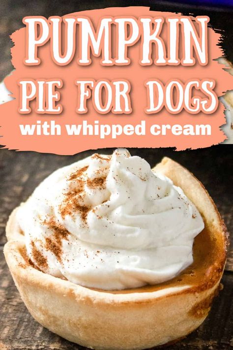 Here’s a delicious dessert that is a natural for a dog who enjoys a slice of pie. Pumpkin pie is a special treat for dogs because of the pumpkin pie filling. Dog Mini Pumpkin Pies, Dog Treats Homemade Recipes Pumpkin Puree, Dog Safe Pumpkin Pie, Pie Crust For Dogs, Pumpkin Pie For Dogs Recipes For, Mini Dog Pumpkin Pies, Dog Sweet Potato Pie, Mini Pumpkin Pie For Dogs, Pumpkin Pie Recipe For Dogs