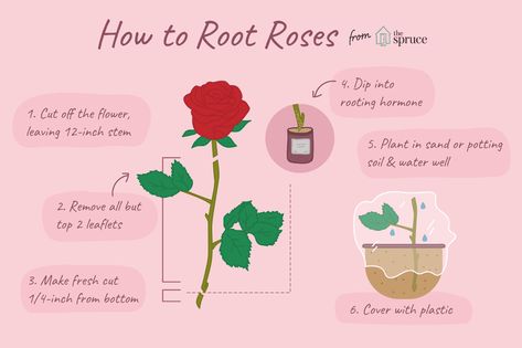 Can You Grow Roses From Cuttings? Sometimes. Grafting Roses, Propagating Roses, Rose Plant Care, Rooting Roses, Rose Cuttings, Rose Care, Rose Stem, Growing Roses, Hybrid Tea Roses