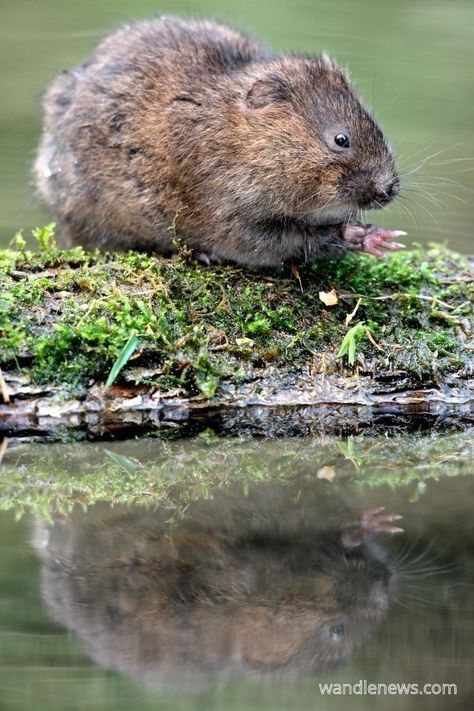 vole water vole field voles meadow voles vole species vole pictures vole images vole videos vole tattoo cute voles vole photography mouse mice rat mammal rodent animals cute animal animal tattoos animal drawings animal painting animal paintings animal nails animal wallpaper animal aesthetic animal print animal sketches animal art drawing animal sticker animal t shirt wild animals nature aesthetic nature wallpaper wild life photography beautiful wallpapers beautiful aesthetic cute wallpapers Types Of Rats, Water Vole, Cute Animal Tattoos, Baby Rats, River Rat, Tiny Creatures, Tattoo Nature, Pink Paws, Endangered Animals