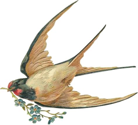 Vintage Bird Illustration, Barn Swallow, Victorian Scrap, Victorian Flowers, Clip Art Vintage, Images Vintage, Vintage Tattoo, Swallows, Antique Postcard