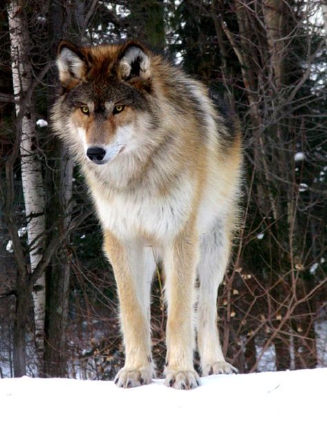 Timber wolf. iPhone wallpaper. Ely Mn, Wolf Poses, Wolf World, Wolf Hybrid, Wolf Images, Wolf Photography, Wolf Photos, Timber Wolf, Wolf Wallpaper