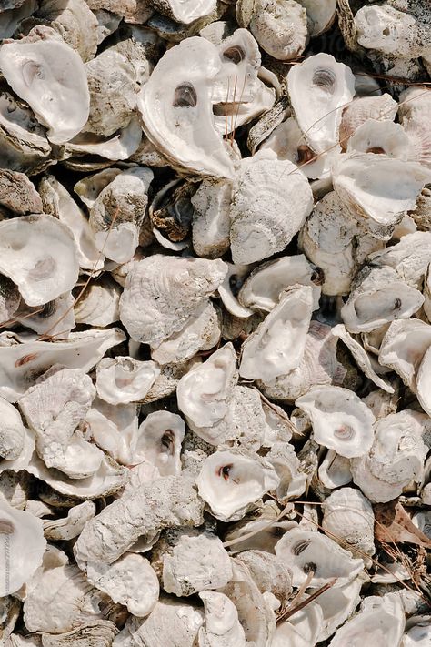 Oyster Shell Photography, Grace Darling, Asha Greyjoy, Monthly Wallpapers, Ocean Things, Oyster Shells, Oyster Shell, Inspiration Boards, Gulf Coast