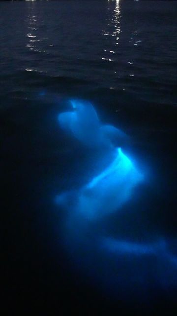 Josh Gravley on Instagram: "Bottlenose dolphin swimming through bioluminescence!   I can’t believe it’s been close to a year since I’ve filmed this dolphin dashing through bio in Florida. I’m looking forward to going back next month. It’ll be so exciting to see the Indian river lagoon glowing bright again with @spacecoastecotours   -  #bioluminescence #dolphin #biodolphin #florida #visitflorida #nature #travel #YesConserveFlorida #livetoexplore #visittheusa" Biolumenesent Ocean, Bioluminescence Water, Glowing River, Bioluminescent Creatures, Dolphin Aesthetic, Dolphin Swimming, Indian River Lagoon, River Dolphin, Bottlenose Dolphin