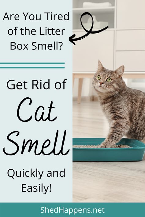 A silver tabby cat is sitting on a light-coloured wooden floor in front of an off-white dresser. In front of the cat is a dark teal cat litter box full of cat litter, which the cat has one front paw in. Text states: Are you tired of the litter box smell? Get rid of cat smell quickly and easily! How To Keep Cat Litter From Smelling, How To Get Rid Of Cat Urine Smell Houses, Natural Cat Litter Deodorizer, Eliminate Pet Odor From Home, How To Get Rid Of Cat Litter Box Smell, How To Get Cat Smell Out Of House, Cat Odor Eliminator Diy, Getting Rid Of Cat Smell In House, How To Get Rid Of Litter Box Smell