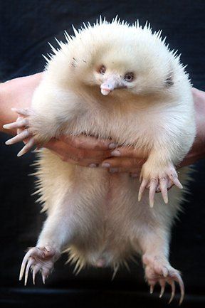 787370-albino-animals « Why Evolution Is True Rare Albino Animals, Regnul Animal, White Animals, Albino Animals, Interesting Animals, Unusual Animals, Rare Animals, Australian Animals, Weird Animals