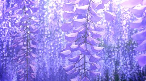 Anime Flower, Wisteria Tree, Purple Wisteria, Scenery Background, Purple Trees, Purple Backgrounds, Purple Wallpaper, Purple Aesthetic, Kimetsu No Yaiba