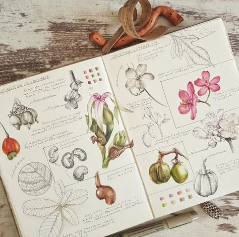 Botanical Illustration Sketchbook, Sketch Book Plants, Plant Study Art, Nature Journal Aesthetic, Biology Sketchbook, Nature Study Drawing, Herbarium Book Ideas, Herbarium Aesthetic, Botany Journal