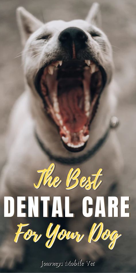 The Best Dental Care For Dogs Learn how to clean your dog's teeth naturally. Do you think about your dog’s dental care? #dentalcare #dog #dogteeth Mobile Vet, Dog Toothpaste, Dental Health Month, Dental Implants Cost, Heart Valves, Dog Advice, Dog Breath, Dog Health Tips, Dental Bridge