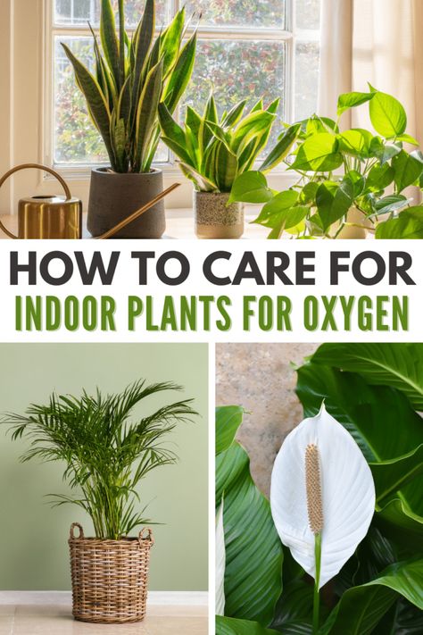 Looking for the best indoor plants for oxygen? Here are some of the best ones you can add to your living space. #indoorplantsforoxygen #indoorplant #airquality #purifytheair #releaseoxygen Plants For Oxygen, Indoor Plants For Oxygen, Indore Plants, Oxygen Plant, Plant Apartment, Best Air Purifying Plants, Open Kitchen Layouts, Popular House Plants, Plants Uk