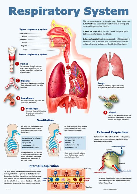 A detailed poster explaining the human respiratory system and gas exchange. Gas Exchange Respiratory System, Respiratory System Poster, Gas Exchange, Human Respiratory System, Biology Poster, Human Body Science, Human Body Facts, Nursing School Essential, Nursing Study Guide