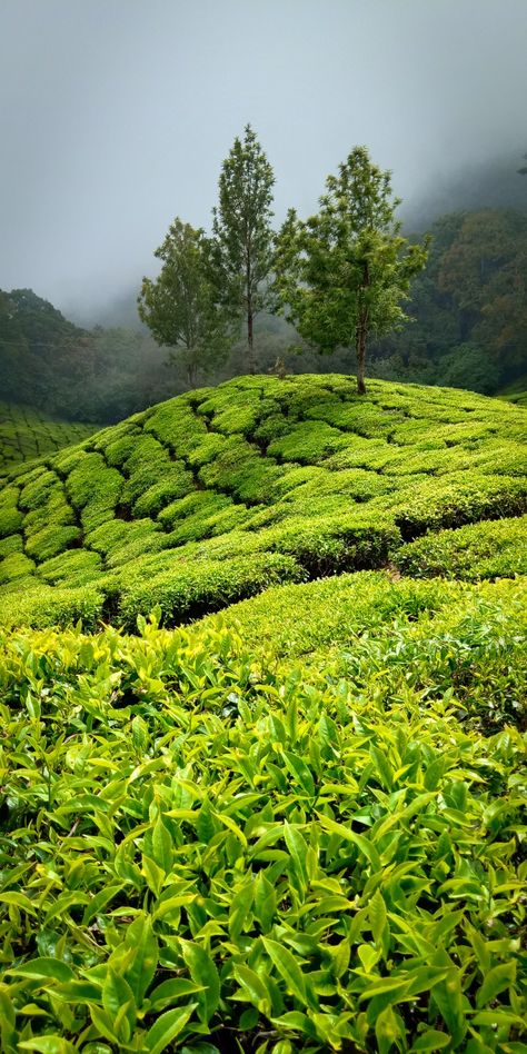 location: Munnar, Kerala, India. Munnar Aesthetic, Munnar Photography Kerala, Munnar Photography, Kerala Aesthetic, Munnar Kerala, Asian Tea, Mount Royal, Beautiful Ocean Pictures, Aerial Images