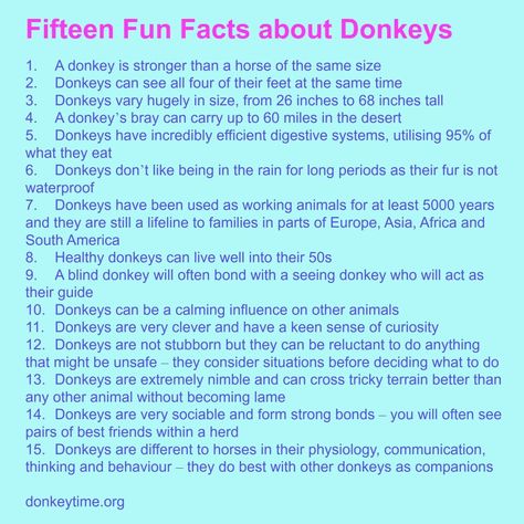 Fifteen Fun Facts About Donkeys Donkey Care, Horse Ownership, Five In A Row, A Donkey, Spanish Words, Work With Animals, Animal Pics, Donkeys, Beautiful Horses