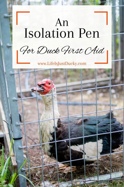 When a duck or chicken is sick or injured it needs to be isolated from the flock and you need a first aid kit to treat it. Find out what to put in your duck first aid kit. Ancona Ducks, Sebastopol Geese, Chickens And Ducks, Pekin Duck, Backyard Ducks, Duck Farming, Raising Ducks, Duck And Ducklings, Chicken Life