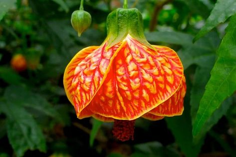 Everything You Need to Know about the Chinese Lantern Plant Snowdrop Fairy, Chinese Lantern Plant, Plant Hanging Basket, Lantern Plant, Chinese Lanterns Plant, Cherry Plant, Lantern Chinese, Chinese Plants, Japanese Lantern