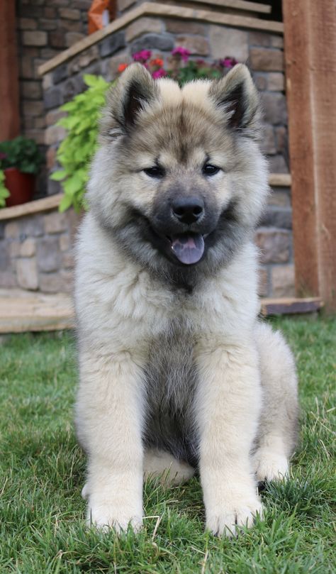 Eurasier Puppy, Keeshond Dog, Akita Puppies, Samoyed Dogs, Cute Small Animals, Pretty Dogs, Funny Cats And Dogs, Tiny Dogs, Arte Animal