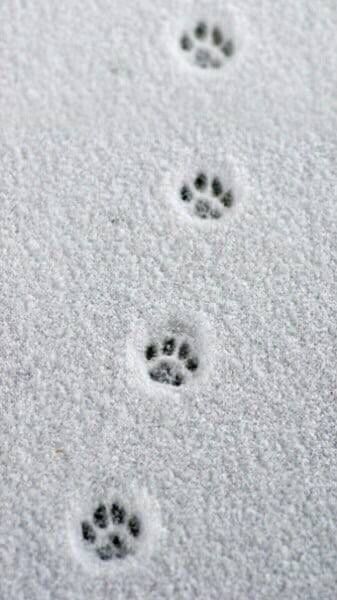 Anjing Pug, Christmas Phone Wallpaper, Winter Wallpaper, Winter Beauty, Winter Pictures, Cat Walk, Winter Wonder, Winter Aesthetic, Paw Prints