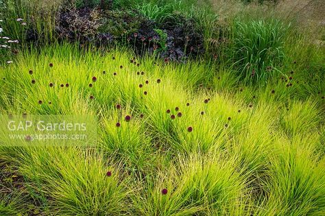 Tall Grass Landscaping, Perennial Meadow, Sesleria Autumnalis, Allium Sphaerocephalon, Pool Plants, Grasses Landscaping, Pine Lake, Flower Garden Design, Plant Photography