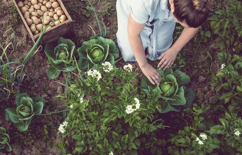 Potato Companion Plants | Kellogg Garden Organics™ What To Plant When, Benefits Of Gardening, Gardening Trends, Eating Organic, Sustainable Garden, Beneficial Insects, Harvest Season, Grow Your Own Food, Garden Cottage