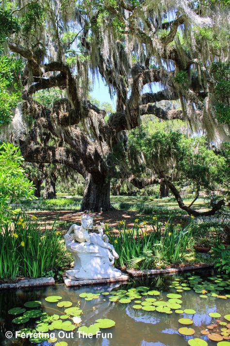 South Carolina Botanical Garden, South Carolina Gardens, Brookgreen Gardens South Carolina, Summerville South Carolina, Cypress Gardens Sc, Atalaya Castle, Carolina Aesthetic, Southern Gardens, Florida Cracker