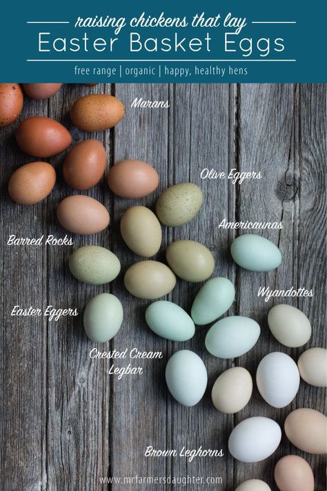 Raising Chickens That Lay Easter Basket Eggs #raisingchickensforeggs Best Laying Chickens, Leghorn Chickens, Animal Tips, Olive Egger, Laying Chickens Breeds, Best Egg Laying Chickens, Laying Chickens, Easter Eggers, Egg Laying Chickens