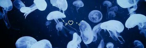 Jellyfish Banner Twitter, Jellyfish Notion Header, Ocean Long Widget, Aquarium Aesthetic Banner, Dark Blue Notion Header, Blue Discord Header, Jellyfish Aesthetic Banner, Sea Aesthetic Header, Notion Banner Blue