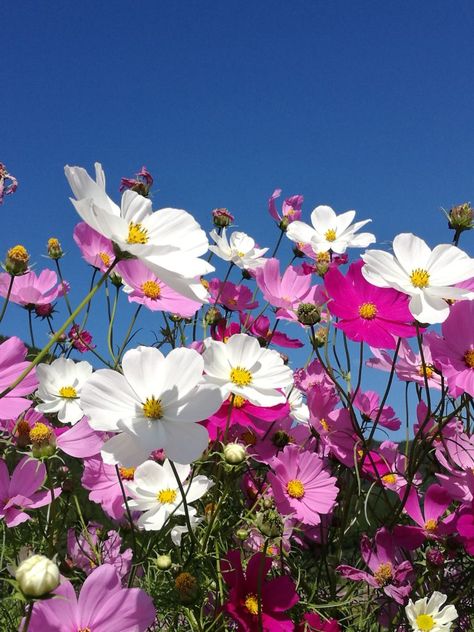 Wild Cosmos Flower, Flower Garden Photos, Cosmos Flowers Aesthetic, Cosmos Flowers Wallpaper, Kosmos Flowers, Cosmos Flowers Garden, Cosmos Aesthetic, Bees On Flowers, Cosmos Bouquet