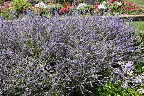 Crazy Blue Russian Sage (Perovskia atriplicifolia 'Crazy Blue') at Gertens Crazy Blue Russian Sage, Perovskia Atriplicifolia, Plant Combos, Russian Sage, Low Water Gardening, Waterwise Garden, Landscape Plants, Garden Plans, Water Wise