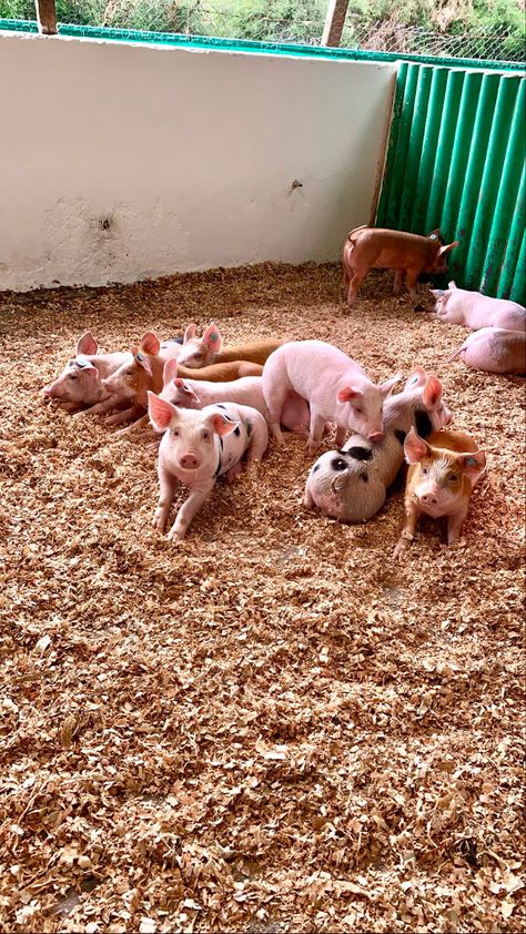 Poultry Farm Buildings, Farm Livestock, Pig Farm, Cute Piglets, Livestock Farming, Farm Lifestyle, Pig Farming, Poultry Farm, Food Chain