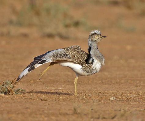 houbara bustard | ... Anderson | all galleries >> FUERTEVENTURA NOV' 2007 > Houbara Bustard Houbara Bustard, Bird Paradise, John Anderson, Global Population, Animal References, Hijabi Aesthetic, Rare Animals, Zoology, Bird Species