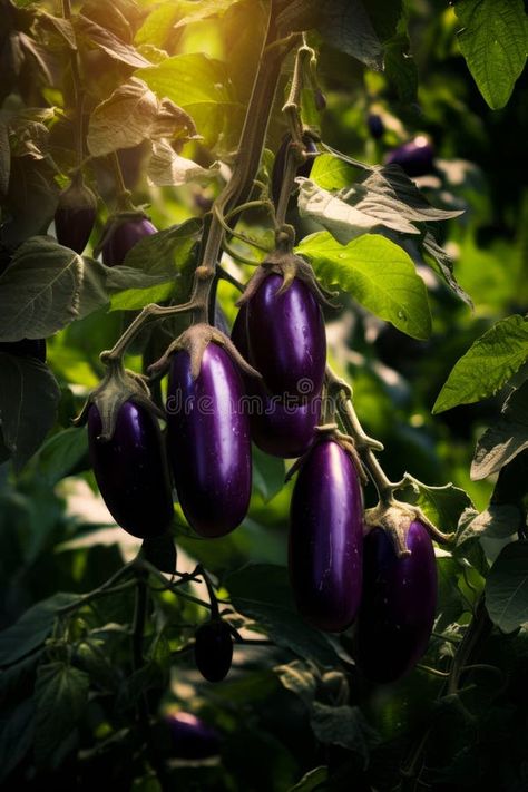 Bunch of purple eggplant hanging from tree. Generative AI stock photos Purple Eggplant, Eggplant Purple, Vector Pattern, Eggplant, Agriculture, Stock Illustration, Stock Photos, Purple, Pattern