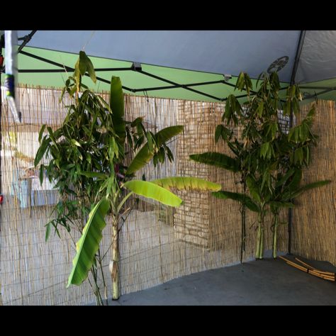 Hmong Backdrop, Homecoming Party, Theme Parties, Mom And Dad, Photo Booth, Party Themes, Homecoming, Birthday Party, Plants