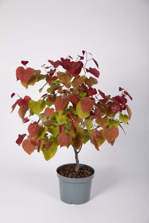 This is the #RHSChelsea Plant of the Year: Cercis canadensis Eternal Flame (‘NC2016-2’)! The prestigious Plant of the Year award is bestowed on a plant that offers a unique or new feature within the genus presented. All new growth throughout the season emerges deep red, changing to burnt orange and golden yellow as the leaves mature continually throughout the year. Find out more in Graham Rice's latest blog post: https://www.rhs.org.uk/plants/plants-blogs/plants/september-2021/cercis-eternal-fl Cercis Canadensis, Hampton Court Palace Gardens, Eastern Redbud, Flame Tree, Rhs Chelsea Flower Show, Eternal Flame, Planting Plan, Garden Types, Plant Health