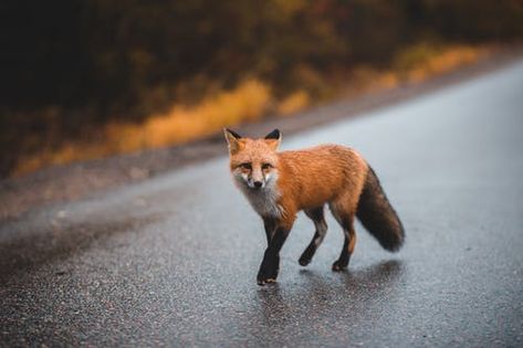 100+ Engaging Fox Photos · Pexels · Free Stock Photos Fox Walking, Fox Eat, Fox Images, Human Remains, Asphalt Road, Fox Pictures, Red Fox, Photoshop Lightroom, Wild Birds