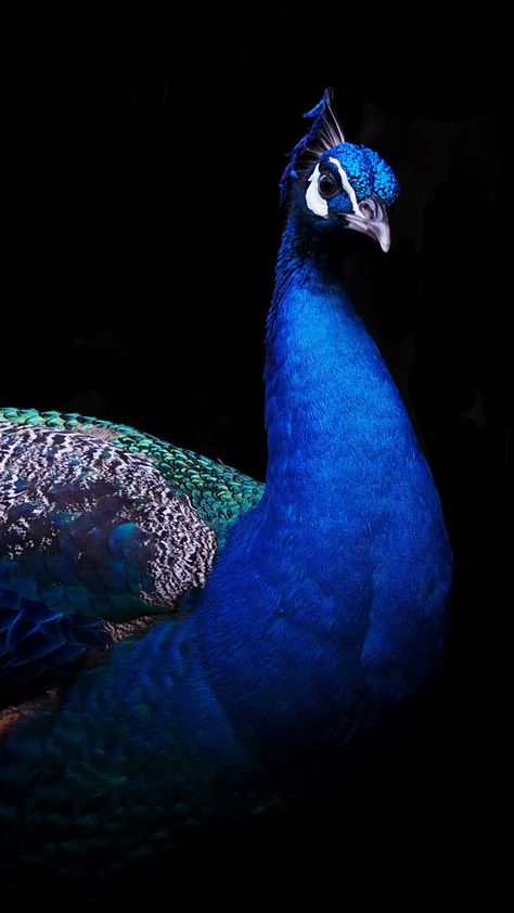 Beautiful peacock Peacock Wallpaper Iphone, Iphone X Wallpaper Hd, Id Wallpaper, Fall Wallpaper Tumblr, Bing Wallpaper, Watercolor Wallpaper Phone, Peacock Photography, Erwin Olaf, Peacock Images