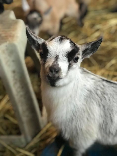 African pygmy goat doeling Pygmy Goat, Small Farm, Farm Life, Goats, Animals