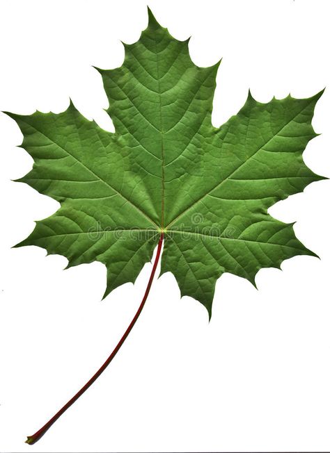 Green maple leaf. Close-up of a perfect green maple leaf isolated on white backg , #sponsored, #leaf, #Close, #Green, #maple, #perfect #ad Green Maple Leaf, Maple Leaves, Maple Leafs, Picture Search, Inspiration Ideas, Interior Design Inspiration, Maple Leaf, Still Life, Plant Leaves