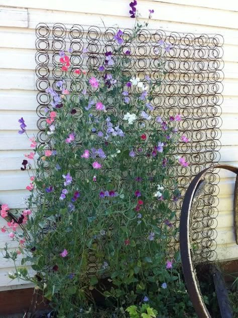 Old bed spring used as a trellis for sweet peas Sweetpeas Trellis, Sweet Pea Trellis Ideas, Sweet Pea Trellis, Old Bed Springs, Pea Trellis, Bed Spring, Diy Garden Trellis, Trellis Ideas, Flower Bed Designs