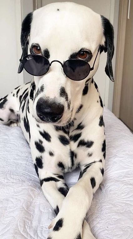 Dalmations Aesthetic, Dalmation Aesthetic, Tiny Dog Breeds, Funny Dog Photos, Dalmatian Puppy, Cute Animals Puppies, Dalmatian Dogs, Smiling Dogs, Cute Funny Dogs